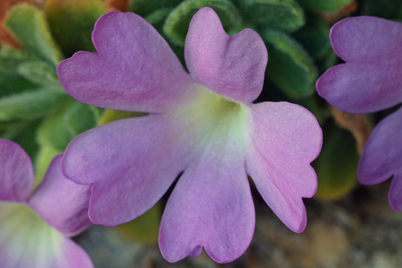 Primula allionii / Primula di Allioni
